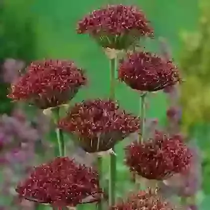 Atropurpureum